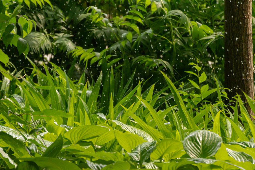 “雨”见燕大，点滴成夏